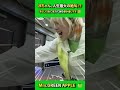 思わず弾き飛ばしてしまったんですが…「大成功!」とイタズラした側も、この優しさには降参です!#ミセスグリーンアップル #テレビミセス #藤澤涼架