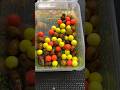 Preparing pop-ups and tiger nuts for carp fishing. #carpfishing #carpiste #fishing #mack2 #popup