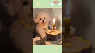 Happy Birthday!🎂🎂 Today is my dog's first birthday! 🤣😍