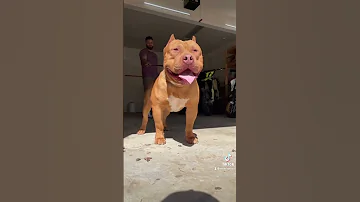 Best Red Stud In Atlanta Pitbull Or American Bully What Do You Think 