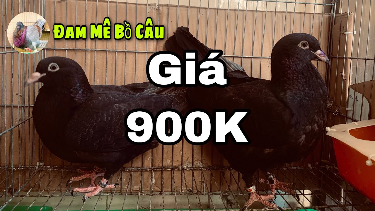 Bồ câu gà Mỹ Màu Đen giá 900k - Chim bố mẹ 1kg8 ( Chim Đã Bay) - YouTube