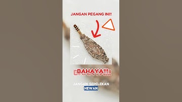BIKIN GATAL SAMPE BERBULAN-BULAN??!! #shortvideo #kamitetep