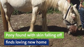 Pony found with skin falling off finds loving new home