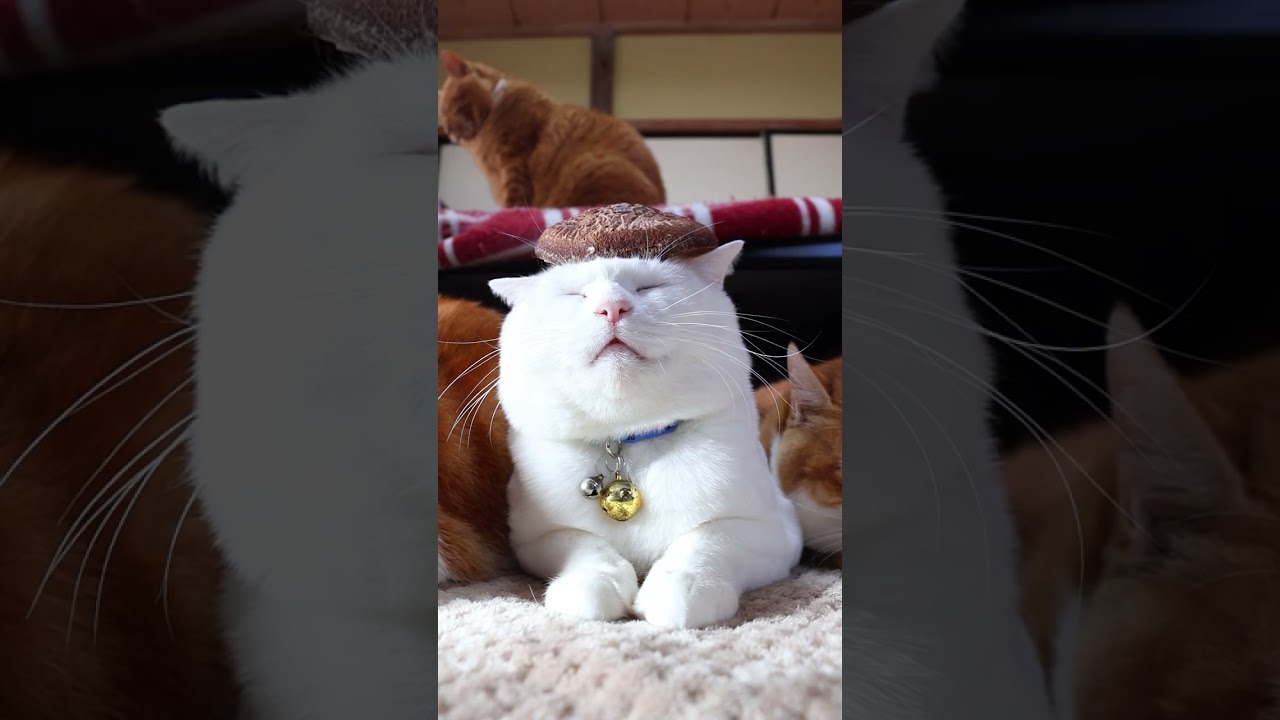 しいたけ 260123 #のせ猫 #cat #猫のいる暮らし #ネコ #cute #ねこ #猫