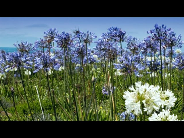 Agapanto o agapanthus africanus - Hogarmania - YouTube