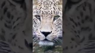 Shared sentience from imagine - 1 minute project with Kevin and Paraic McGloughlin + Tom Mustill