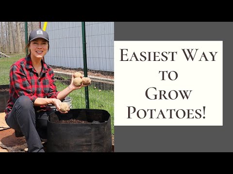 Video: Rostliny bramboříku v květináči – jak pěstovat brambořík v květináčích venku
