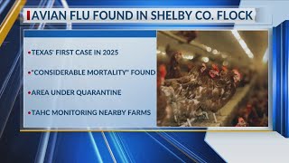 Texas first Bird flu case of 2025 found in Shelby County