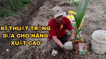 KỈ THUẬT ĐẶT DỪA GIỐNG CHUẨN NHẤT ,,,,,KỈ THUẬT BÓN LÓT CHO DỪA MỚI TRỒNG ĐẠT KẾT QUẢ CAO ,,,