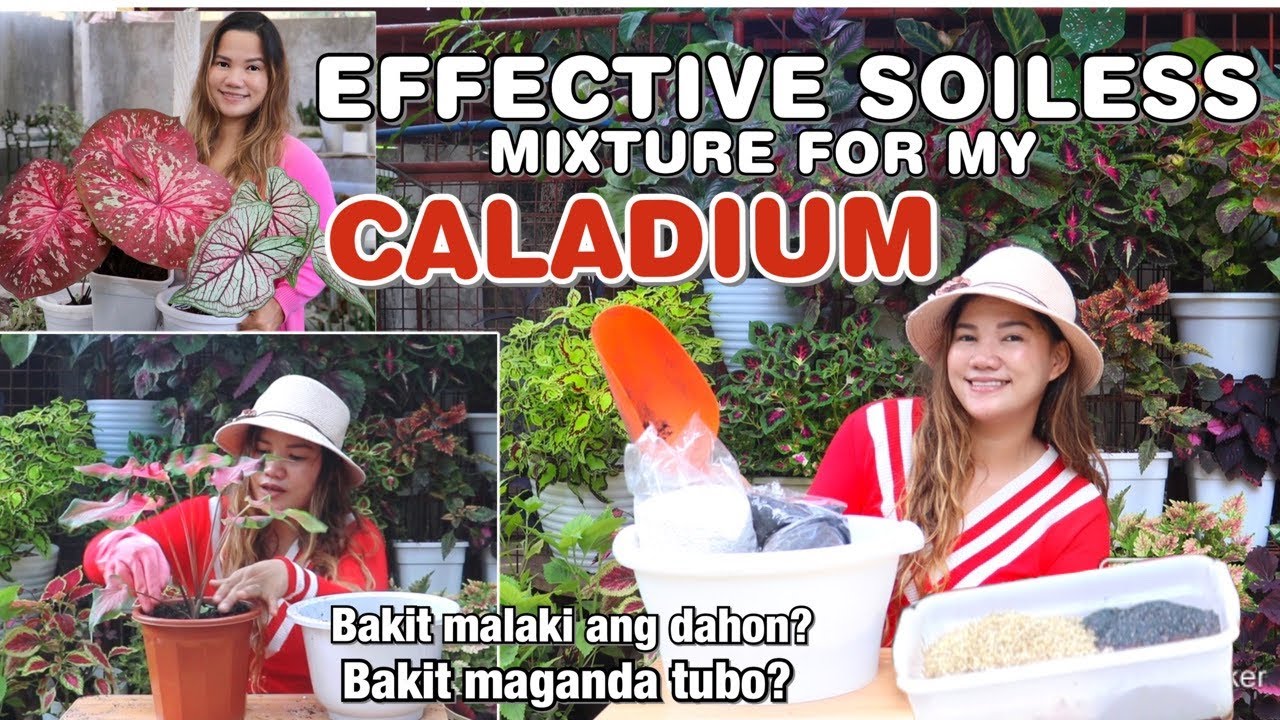 EFFECTIVE SOILESS MIXTURE FOR CALADIUM + REPOTTING | Lovekye 8