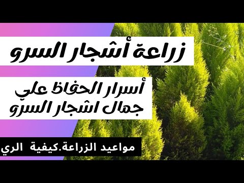 فيديو: Cypress Euphorbia (20 صورة): استخدام نبات السرو في تصميم المناظر الطبيعية والغرس والرعاية