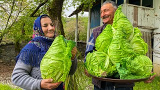 Fresh Spring Cabbage For Juicy and Delicious Dolma