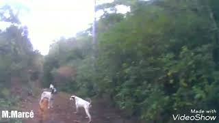 Caza del jabalí en albanyà