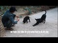 Chicken Coop Prank Dog Random Funny Videos Try Not To Laugh #PrankDog #Huge Bamboo Basket