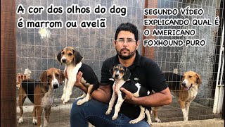 Filhote de americano foxhound com 2 meses conheça mais um pouco da raça