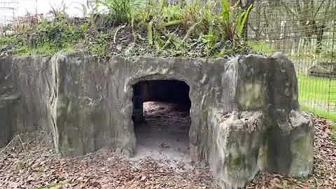 Watch the video about It’s moving cat day! Nala serval is moving to new home by the lake at Big Cat Rescue 04 14 2022