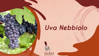 Uva Nebbiolo