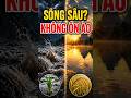LÚA CHÍN CÚI ĐẦU ? Bạn Thuộc Kiểu Người Nào? Ồn Ào Hay Sâu Sắc? #loiphatday #phatphap