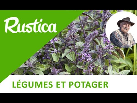 Vidéo: Magical Michael Basil Infos : En savoir plus sur l'entretien des plantes de Basilic 