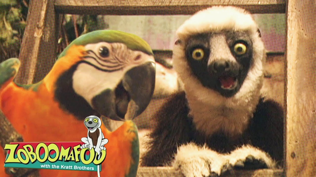 Grandes Cantores | Zoboomafoo Português - WildBrain | Episódios Completos para Crianças