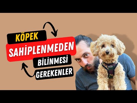 Video: Golden Retriever Sahibi Olmak Hakkında Bilmeniz Gerekenler