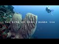 Indonesia the ring of fire banda sea  dive with mk blue manta liveaboard 2022 1080.