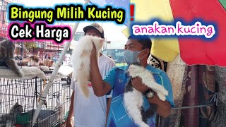 Ada kucing peacnose dan persia❗ ini harganya