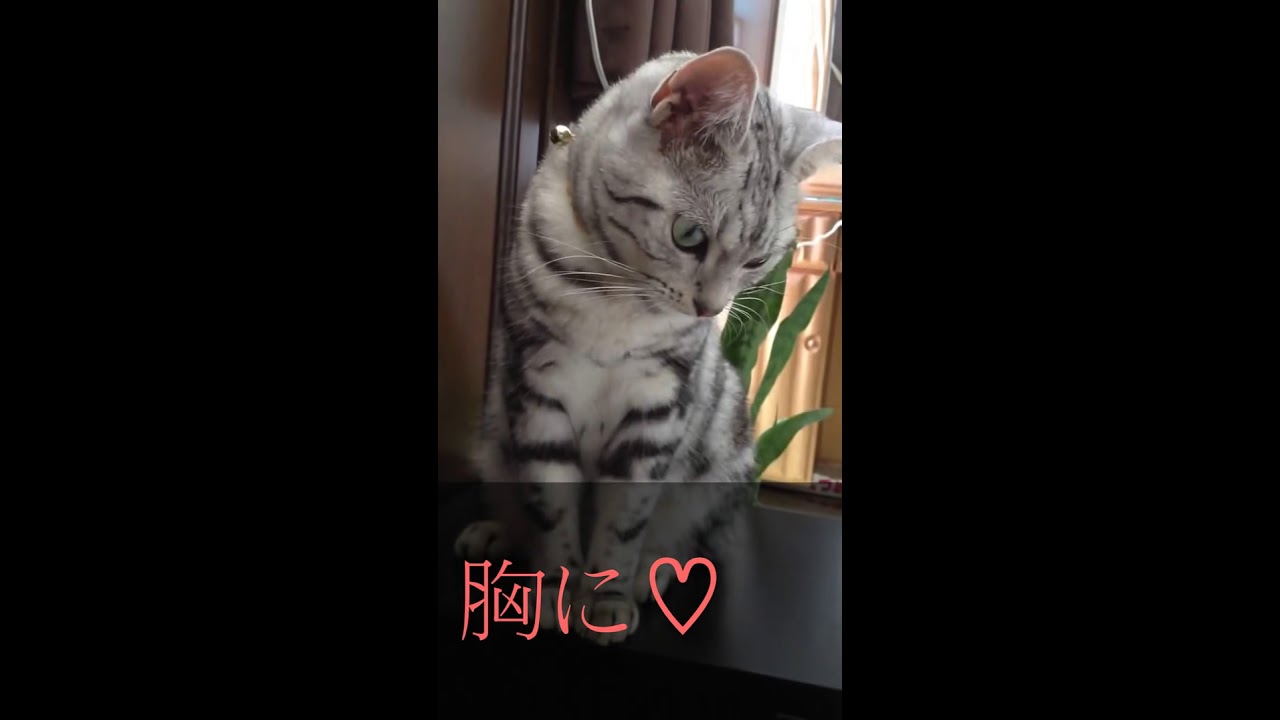 仔猫ちゃん(*´艸｀*)♥お首ゆらゆらWジョイント♥eriちゃん御
