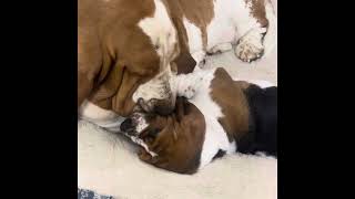December 23, 2023 by Bailey's Basset Hounds 1,690 views 4 months ago 38 seconds