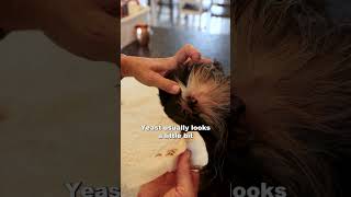 How To Clean Your Dogs Ears | Explained by a Veterinary Professional