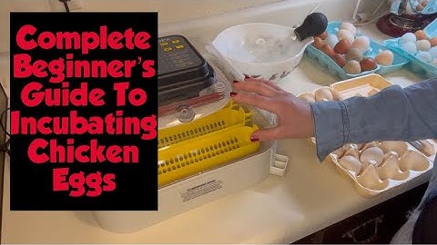 Complete BEGINNER’S Guide To Incubating Chicken Eggs!