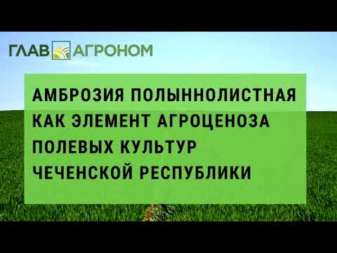 Амброзия полыннолистная
