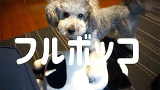 🐶ぬいぐるみをけちょんけちょんにするトイプードル【トイプードルのグリィ】【dog】【toy poodle】