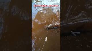 Ловля щуки на живца. Хороший щупак. #hunting #щука#fishing#fish#bigfish#рыбак#лодка#жерлица#рыбалка