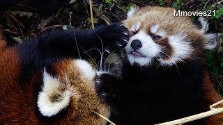 愛情いっぱいレッサーパンダの子育て、お口もペロペロ~Red Panda