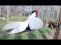 15 Roosters You Won’t Believe Actually Exist