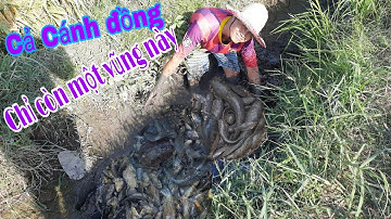 Bắt Cá Cạn, Cả Cánh Đồng Chỉ Còn Một Vũng Nước | Bông lúa Miền Tây