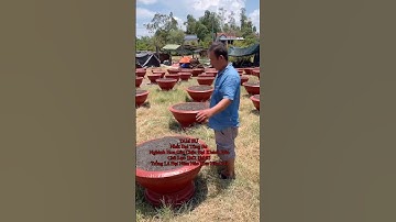 Hoa Cúc Giống Khánh Hòa A NHÀN _ TAM SƯ Chuẩn Bị Xuống Giống Đại Đóa Chậu Đại Vụ Hoa Cúc Tết 2026