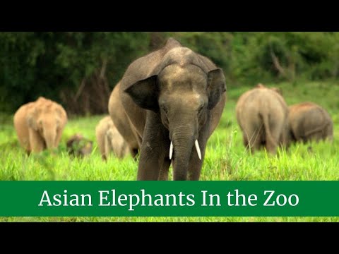 Incredible Asian Elephant Facts || Asian Elephant Reproduction || Asian Elephant Reproduction