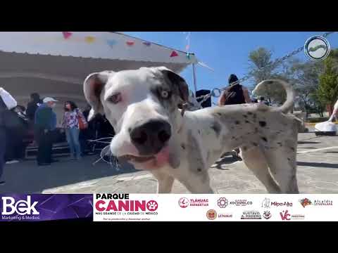 El Parque Canino Más Grande de la CDMX