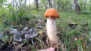 Сбор грибов ГДЕ ИСКАТЬ ПОДОСИНОВИКИ в каких лесах растут эти грибы