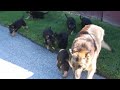 German Shepherd Puppies For Sale