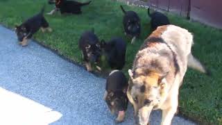 German Shepherd Puppies For Sale