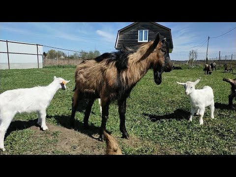 Нюансы при забое не кастрированного козла//Чтобы мясо не воняло!