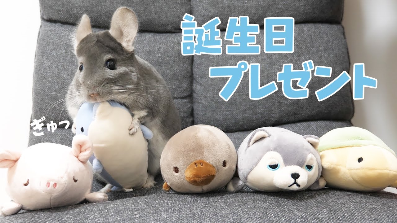 ぷーちゃん 視聴者さんからチンチラのぷーちゃんに誕生日プレゼントが届き