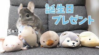 プーちゃんです 視聴者さんからチンチラのぷーちゃんに誕生日プレゼントが届き