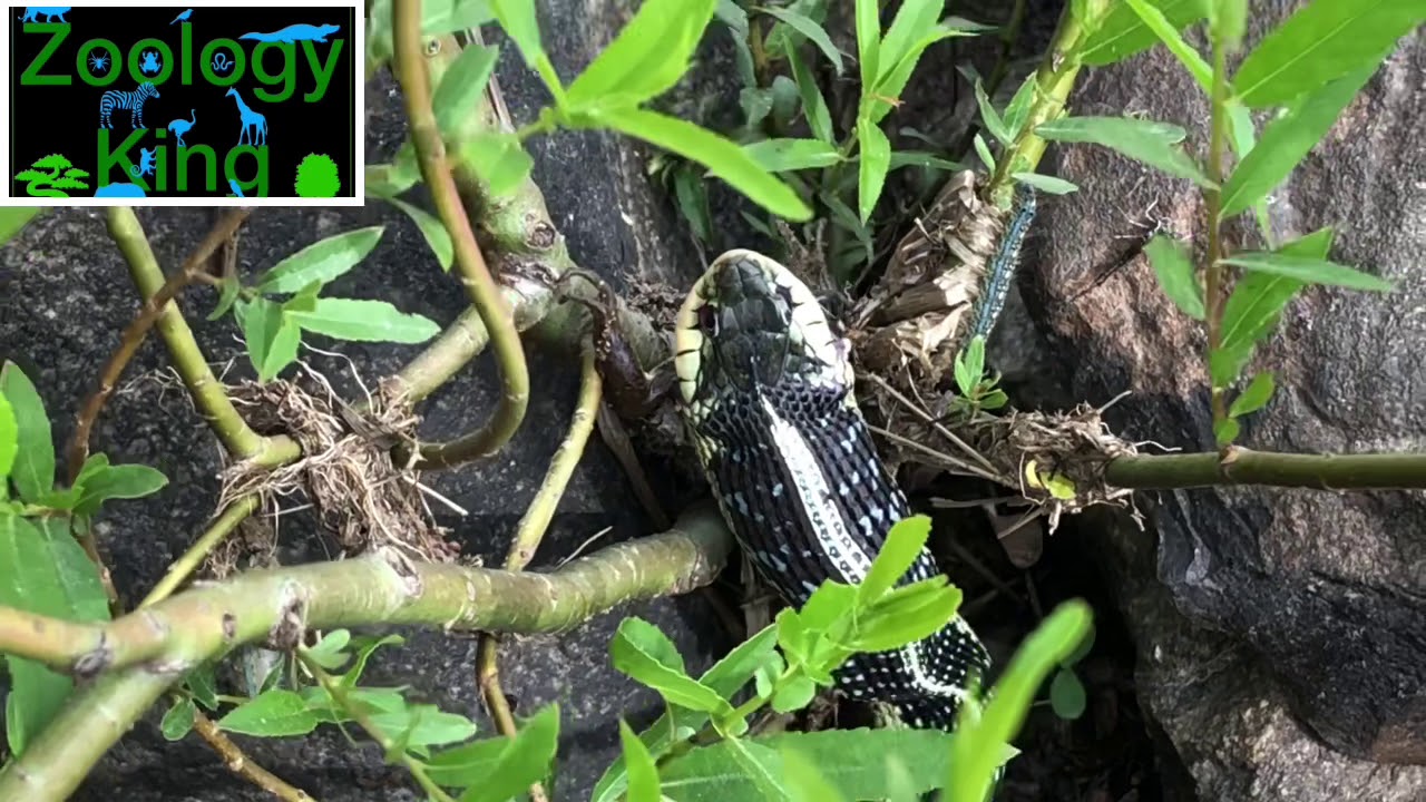 Garter Snake Eats Frogs and Regurgitates One Alive YouTube