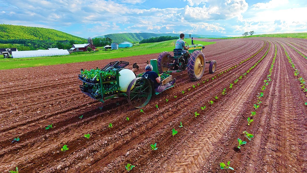 Planting Cabbage On A Small Vegetable Farm In Northeast Pennsylvania