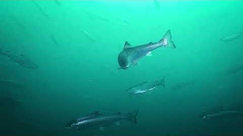 Nutrition and Feeding