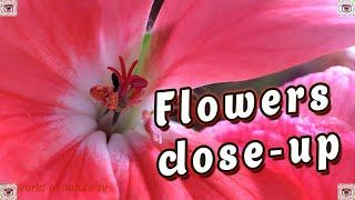 Homemade Flowers Close-Up Macroworld Flowers World Of Nature Tv 